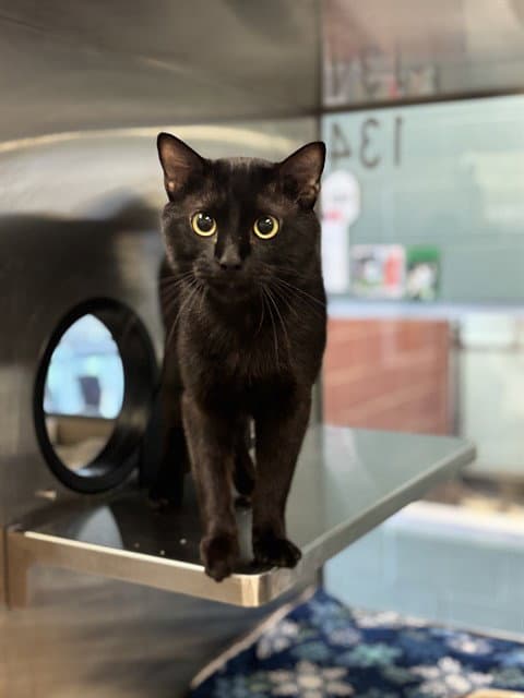 Winston - Domestic Short Hair