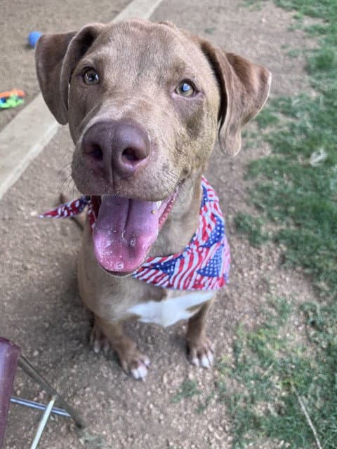 Rascal - Catahoula Leopard Dog