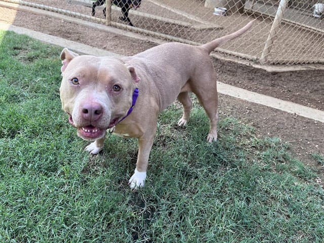 Athena - Staffordshire Bull Terrier