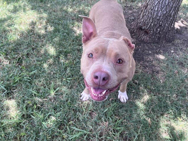 Athena - Staffordshire Bull Terrier