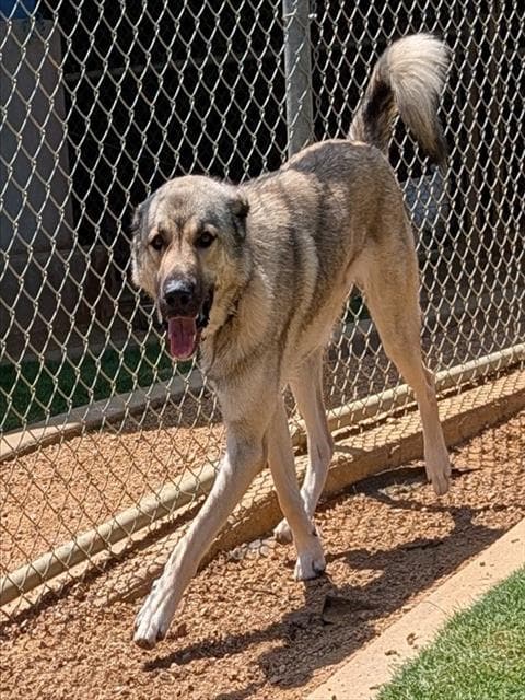 Unknown - Anatolian Shepherd