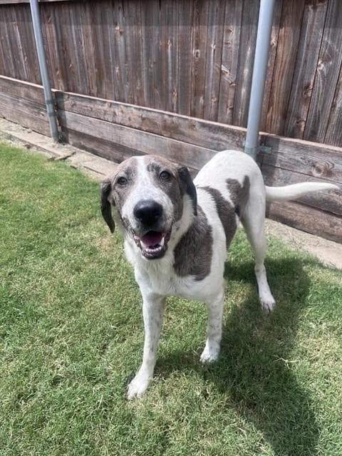 Unknown - Catahoula Leopard Dog