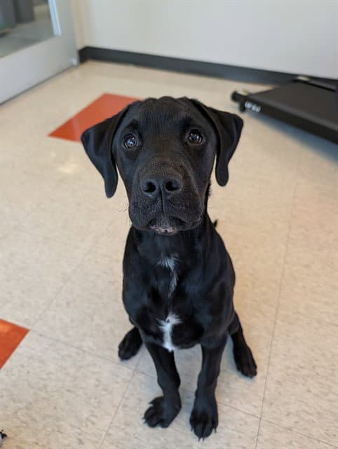 Messi - Labrador Retriever