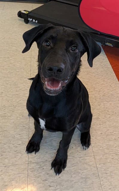 Pele - Labrador Retriever
