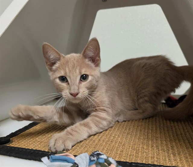 Unknown - Domestic Short Hair
