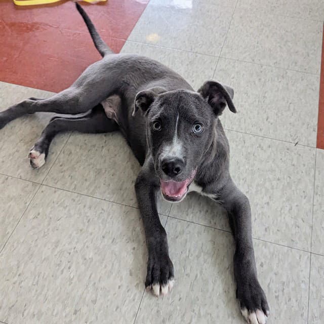 Swayze - Pit Bull Terrier