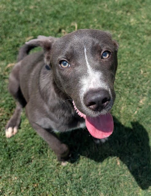 Swayze - Pit Bull Terrier