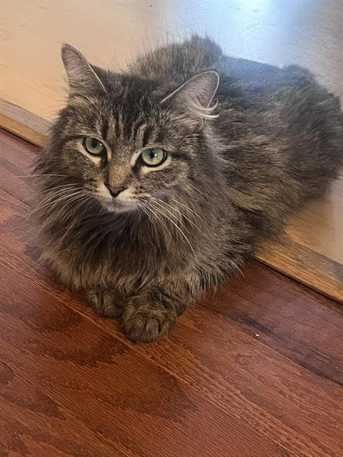 Pavlova - Maine Coon