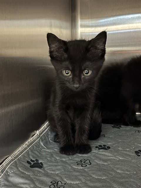 Jason - Domestic Short Hair