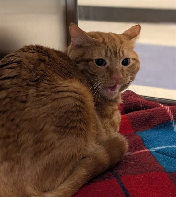 Honey Boy - Domestic Short Hair