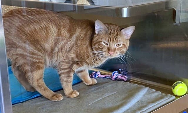 Honey Boy - Domestic Short Hair