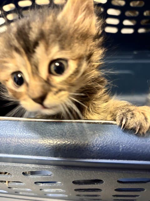 Prickly Pear - Domestic Medium Hair