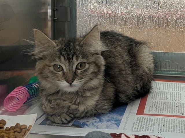 Prickly Pear - Maine Coon