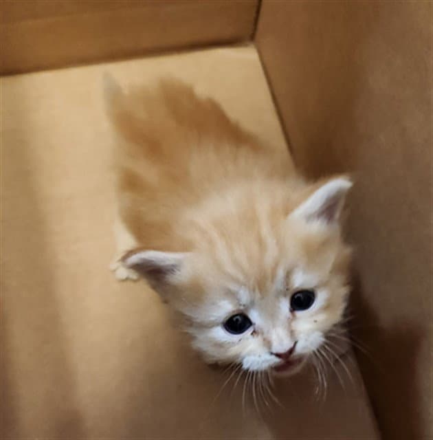 Flower - Domestic Medium Hair