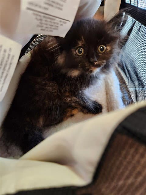 Nerola - Domestic Long Hair
