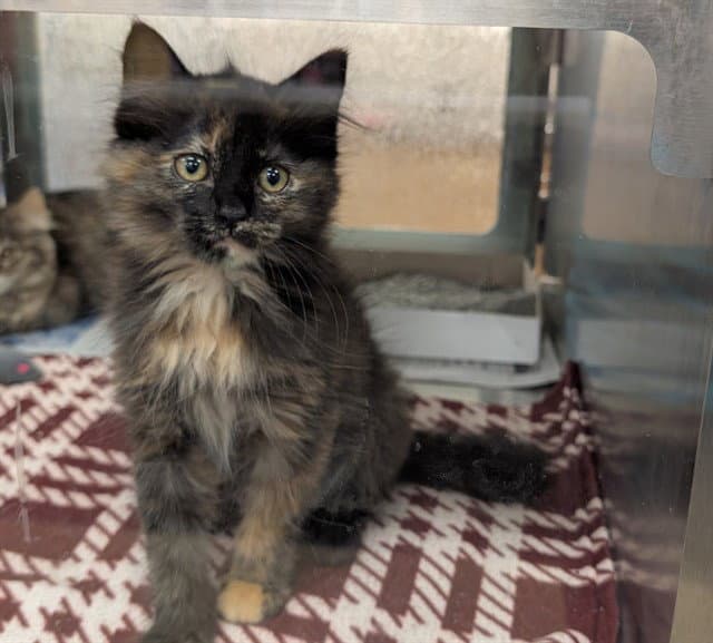 Nerola - Domestic Long Hair