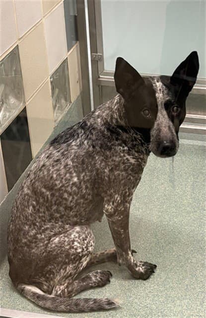 Miss Speckles - Australian Cattle Dog/Blue Heeler