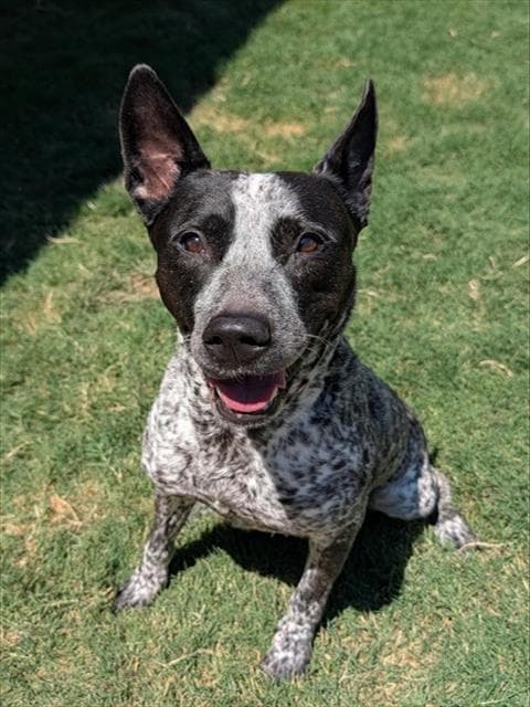 Miss Speckles - Australian Cattle Dog/Blue Heeler
