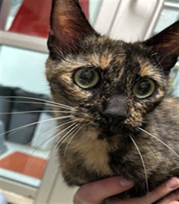 Unknown - Domestic Short Hair