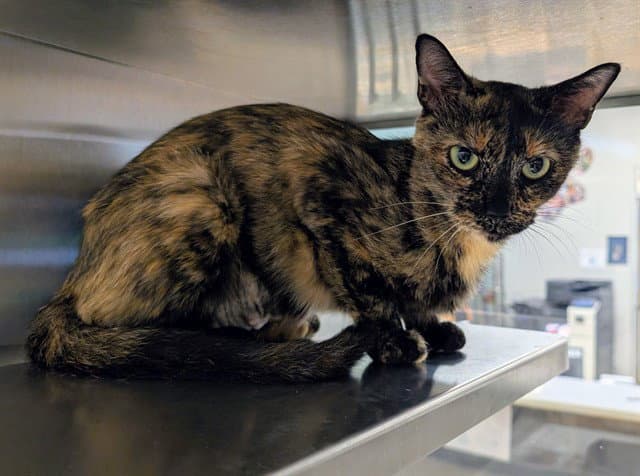 Unknown - Domestic Short Hair