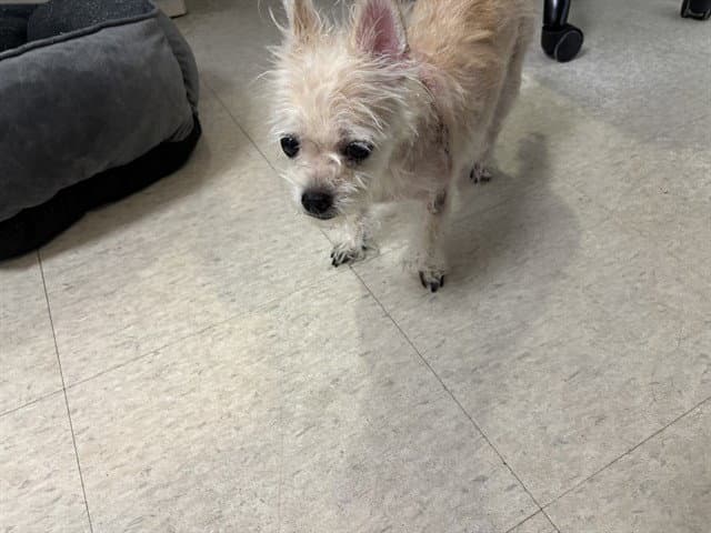 Chispitas - Maltese