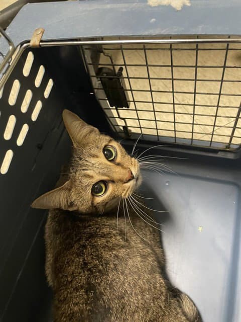 Itsy - Domestic Short Hair
