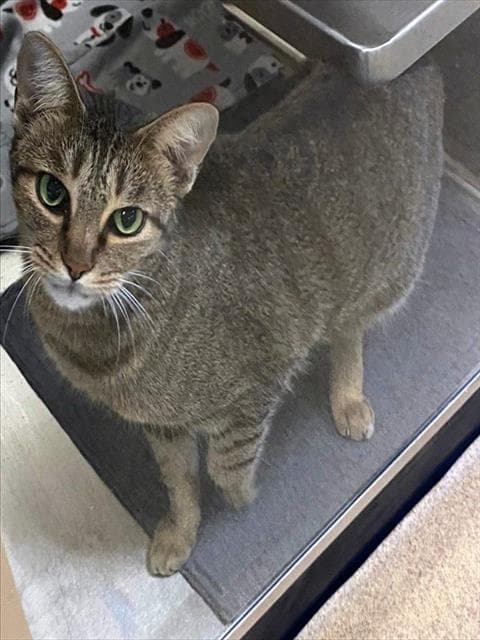 Itsy - Domestic Short Hair