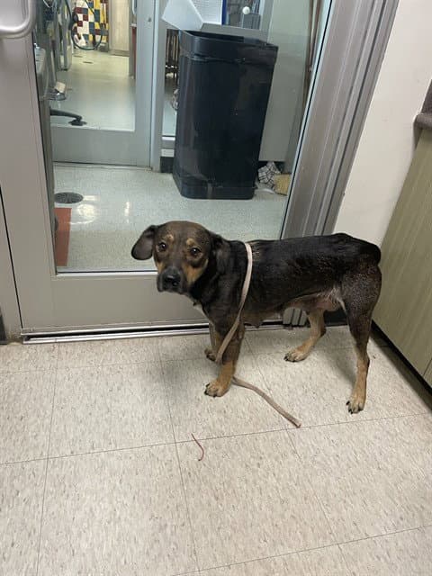 Unknown - Australian Cattle Dog/Blue Heeler