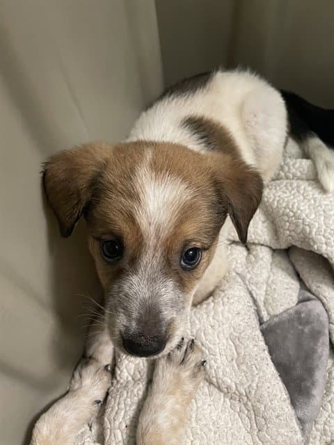 Derrin - Australian Cattle Dog/Blue Heeler