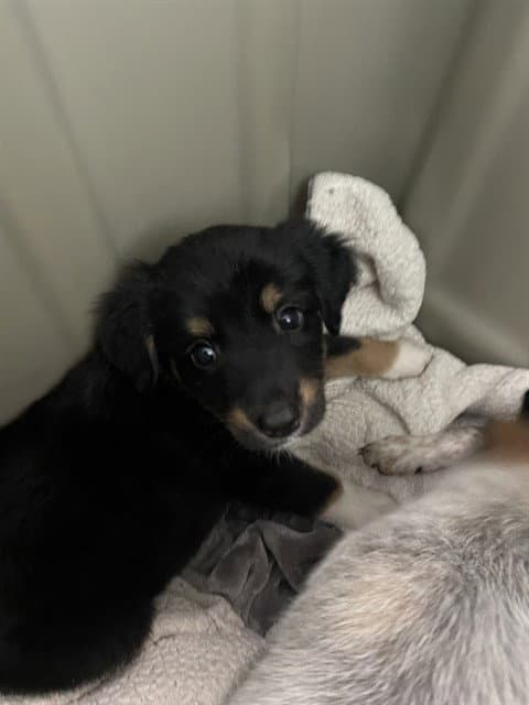 Dixie - Australian Cattle Dog/Blue Heeler