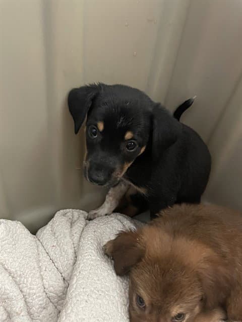 Darla - Australian Cattle Dog/Blue Heeler
