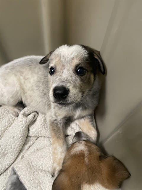 Dasher - Australian Cattle Dog/Blue Heeler