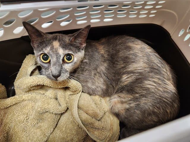 Unknown - Domestic Short Hair