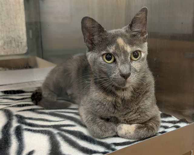 Unknown - Domestic Short Hair