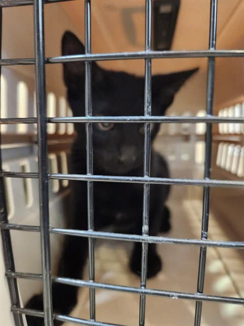 Ruby - Domestic Short Hair