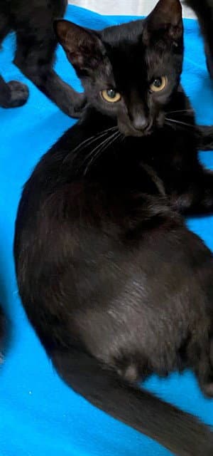 Ruby - Domestic Short Hair