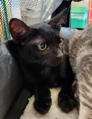 Emerald - Domestic Short Hair