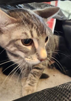 Pearl - Domestic Short Hair