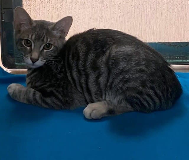 Pearl - Domestic Short Hair