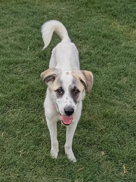 Sheba - Great Pyrenees