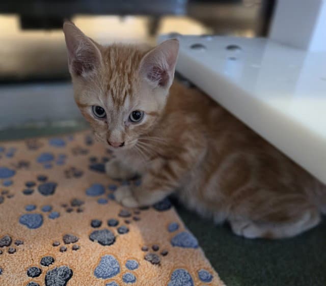 Oliver - Domestic Short Hair