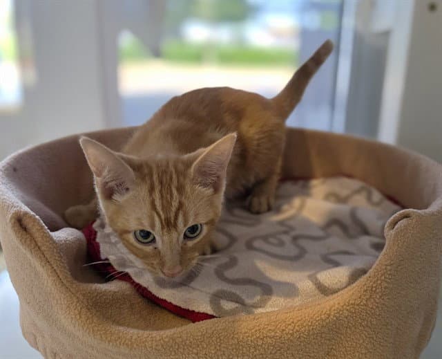 Rusty - Domestic Short Hair