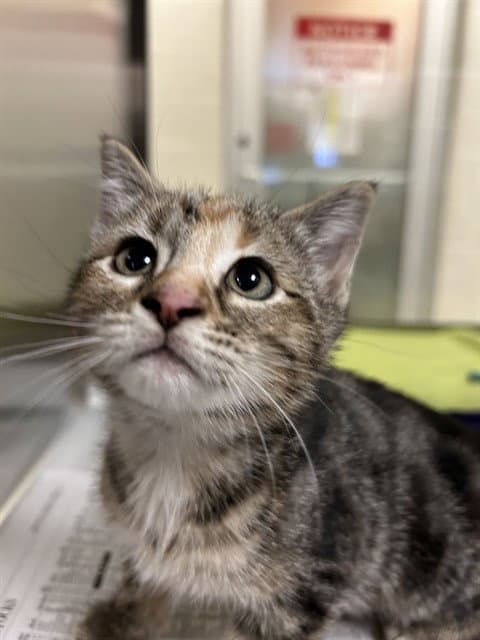 Lilly - Domestic Short Hair