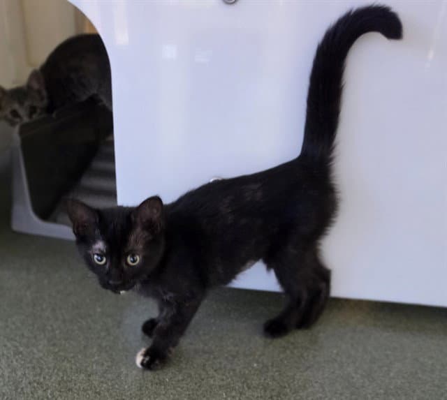 Laney - Domestic Short Hair