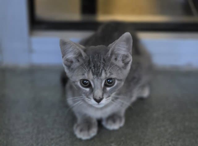 Layla - Domestic Short Hair