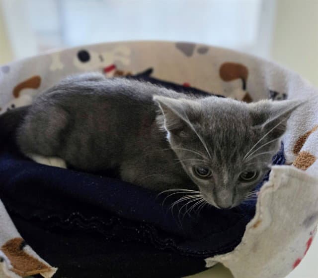 Leo - Domestic Short Hair