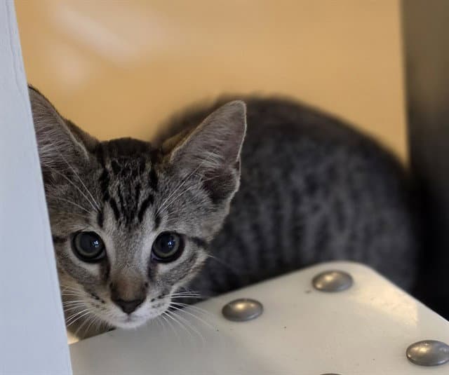 Simon - Domestic Short Hair