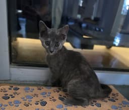 Lacie image 1