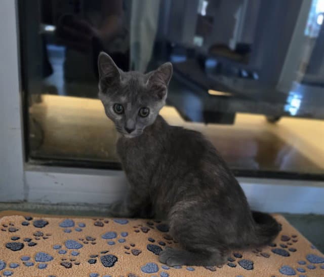 Lacie - Domestic Short Hair