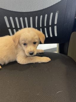 Sadie image 1